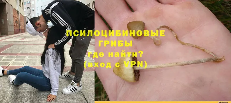 где продают   Берёзовка  Псилоцибиновые грибы Psilocybe 